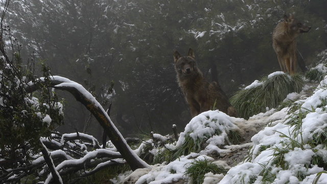  Iberian wolves couple on the rocks snow forest
