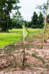 Small Banana tree on dry areas