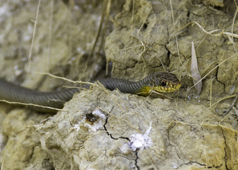 Blue racer snake