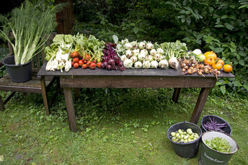fresh vegetables from the garden, The Netherlands
