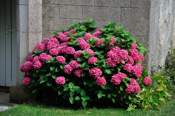 Hydrangea bush