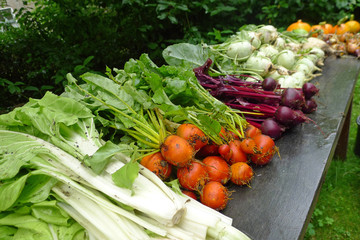 fresh vegetables from the garden, The Netherlands