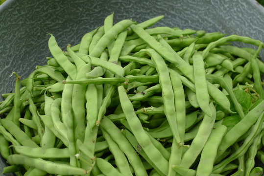 fresh beans picked from garden