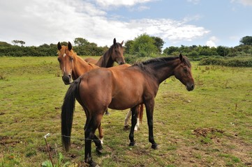 Obraz premium Three horses