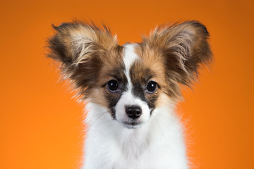 Portrait Papillon puppy on an orange background