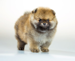 Fototapeta na wymiar Pomeranian puppy over white background