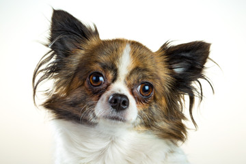 Chihuahua on a white background