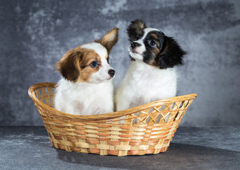 Two funny Papillon puppy