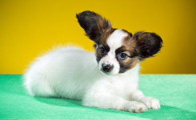 Cute puppy Papillon