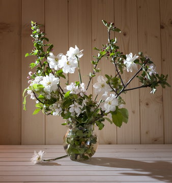 Fototapeta daffodils