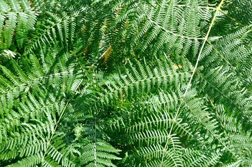 Green ferns