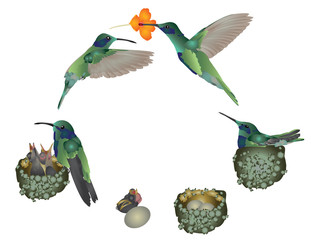 Life of hummingbird