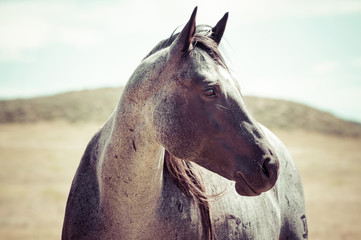 Horse in Meadow with Sunlight Rural America © RachelKolokoffHopper