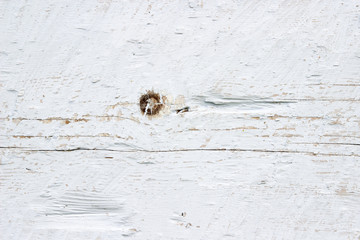 The white wood texture with natural patterns background