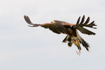 Harris hawk in flight against cloudy sky