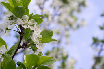 White Blossom in Spring