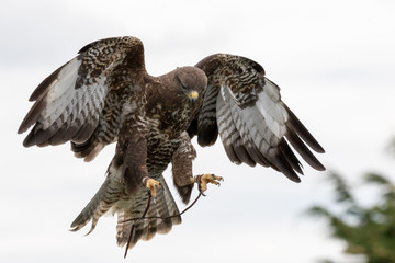 Common Buzzard in flight with white background