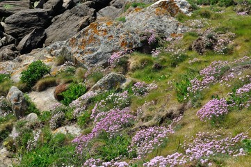 Armeria maritima pink sea growing on a dune