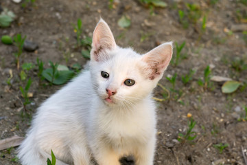 Naklejka na ściany i meble White Kitten in the Garden