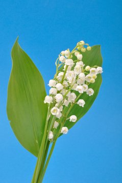 lily of the valley