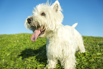 west highland white terrier a very good looking dog