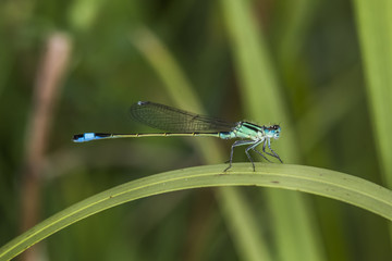 Große Pechlibelle (Ischnura elegans) sitzt an einem Grashalm