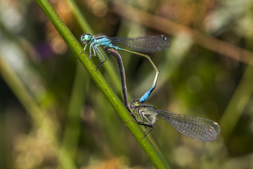 Große Pechlibelle (Ischnura elegans) sitzt an einem Grashalm