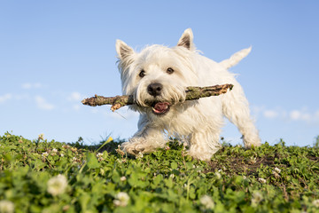 west highland white terrier a very good looking dog - obrazy, fototapety, plakaty