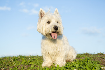 west highland white terrier a very good looking dog