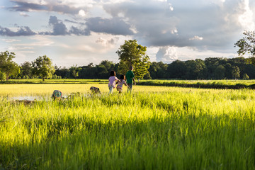 Thailand - August 09 : Farmer plant the rice and their children