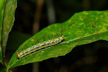 Caterpillar of great Assyrian (Terinos atlita) butterfly