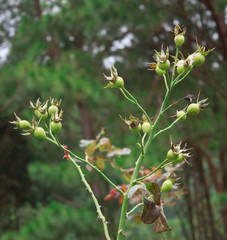 rose hip