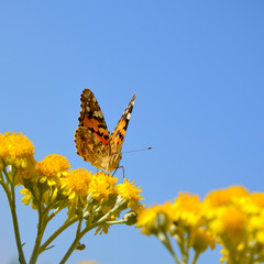 Butterfly on a flowering immortelle. vanessa cardui