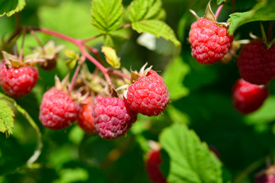 raspberry berry delicious on deciduous shrub
