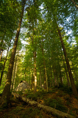 Beautiful pine trees on  mountains