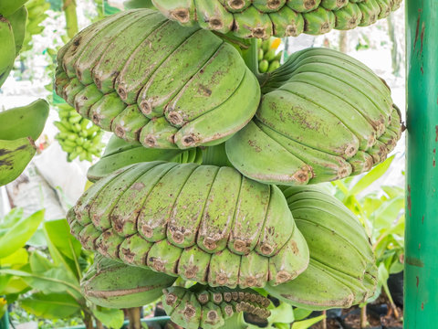 Green tropical banana fruit