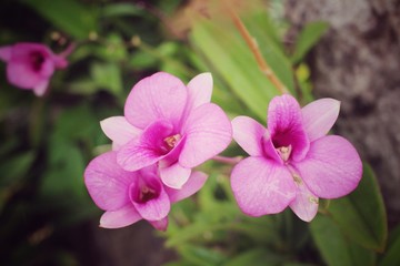 Fototapeta na wymiar Vintage orchid flowers