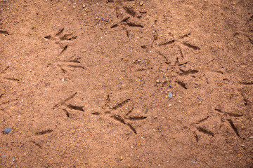 chicken footprint on the ground