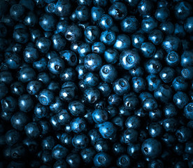 blueberries collected manually. background