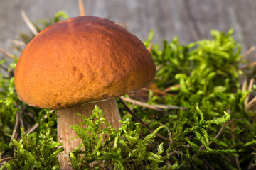 Forest mushroom Boletus edulis in the moss