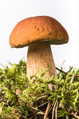Forest mushroom Boletus edulis in the moss