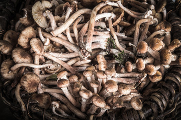 Armillaria (Kuehneromyces mutabilis), group of forest mushrooms