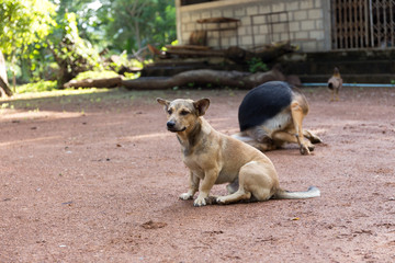 Activity of thai dog, lived in the temple