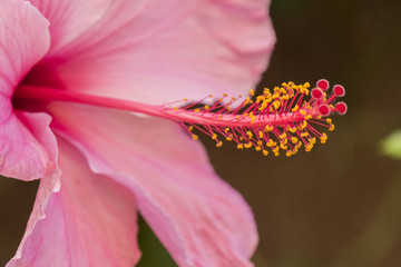 Obrazy na Szkle  Różowy kwiat hibiskusa