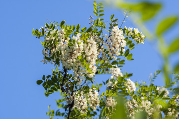 acacia