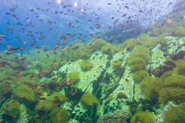Tropical Fish on Coral Reef for diving at South West Pinnacle on