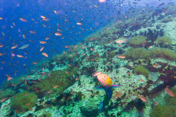 Tropical Fish on Coral Reef for diving at South West Pinnacle on