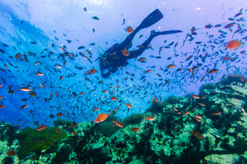Scuba Diver on coral reef in clear blue water