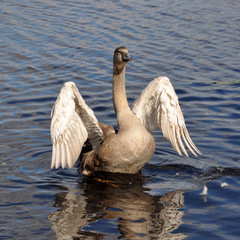 gray swan flaps its wings
