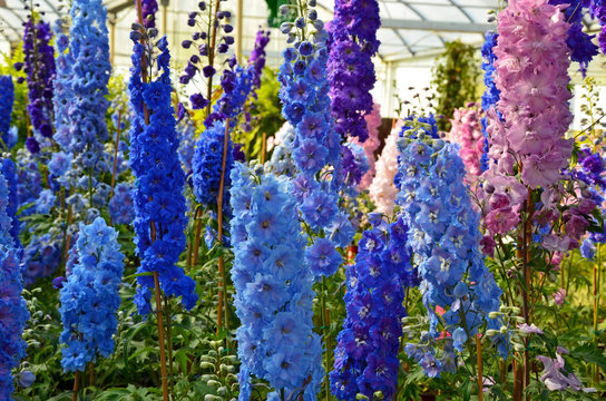 Blue and pink delphinium flowers